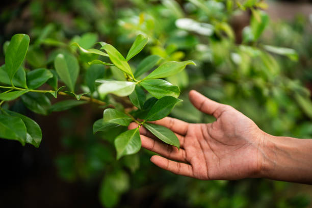 Buffalo, TX Tree Services Company