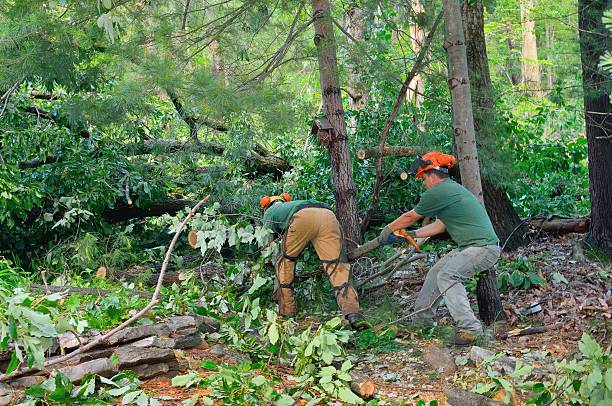Best Lot and Land Clearing  in Buffalo, TX
