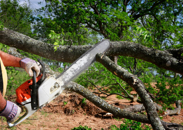 How Our Tree Care Process Works  in  Buffalo, TX